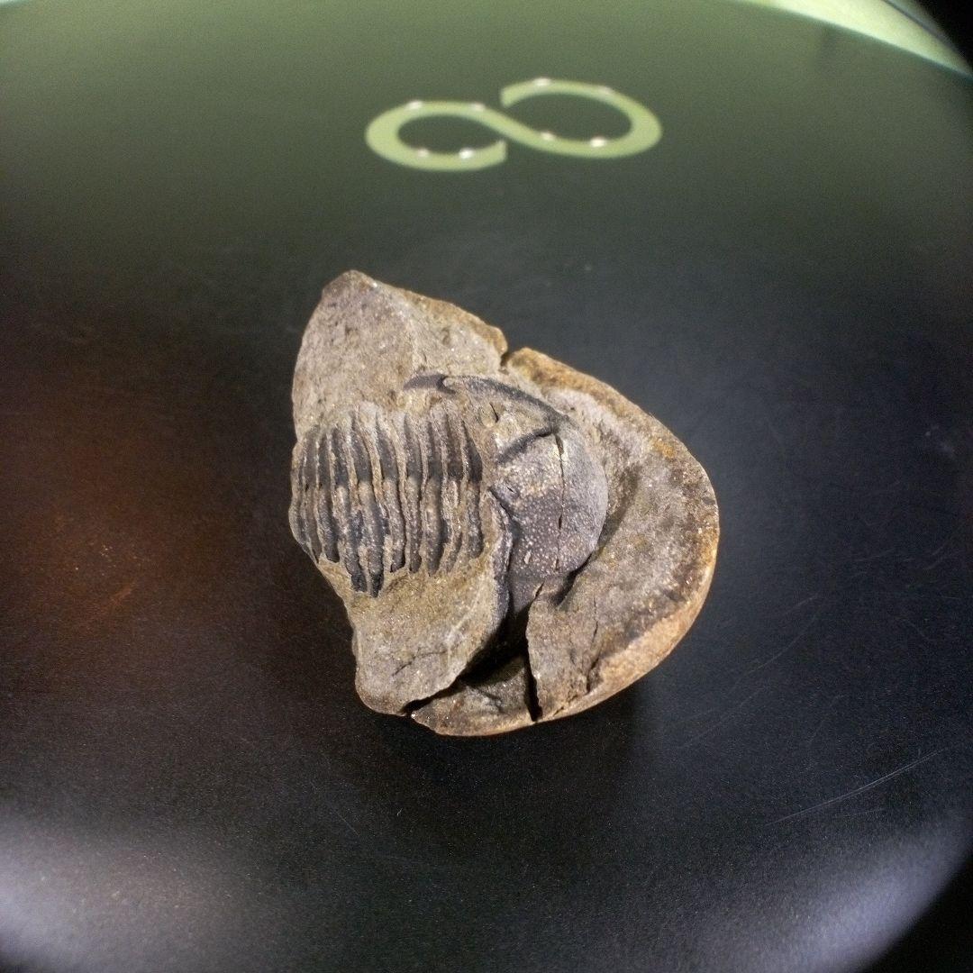 三葉虫　化石　ボリビア産　南アメリカ　trilobite　南米産fossil⑨