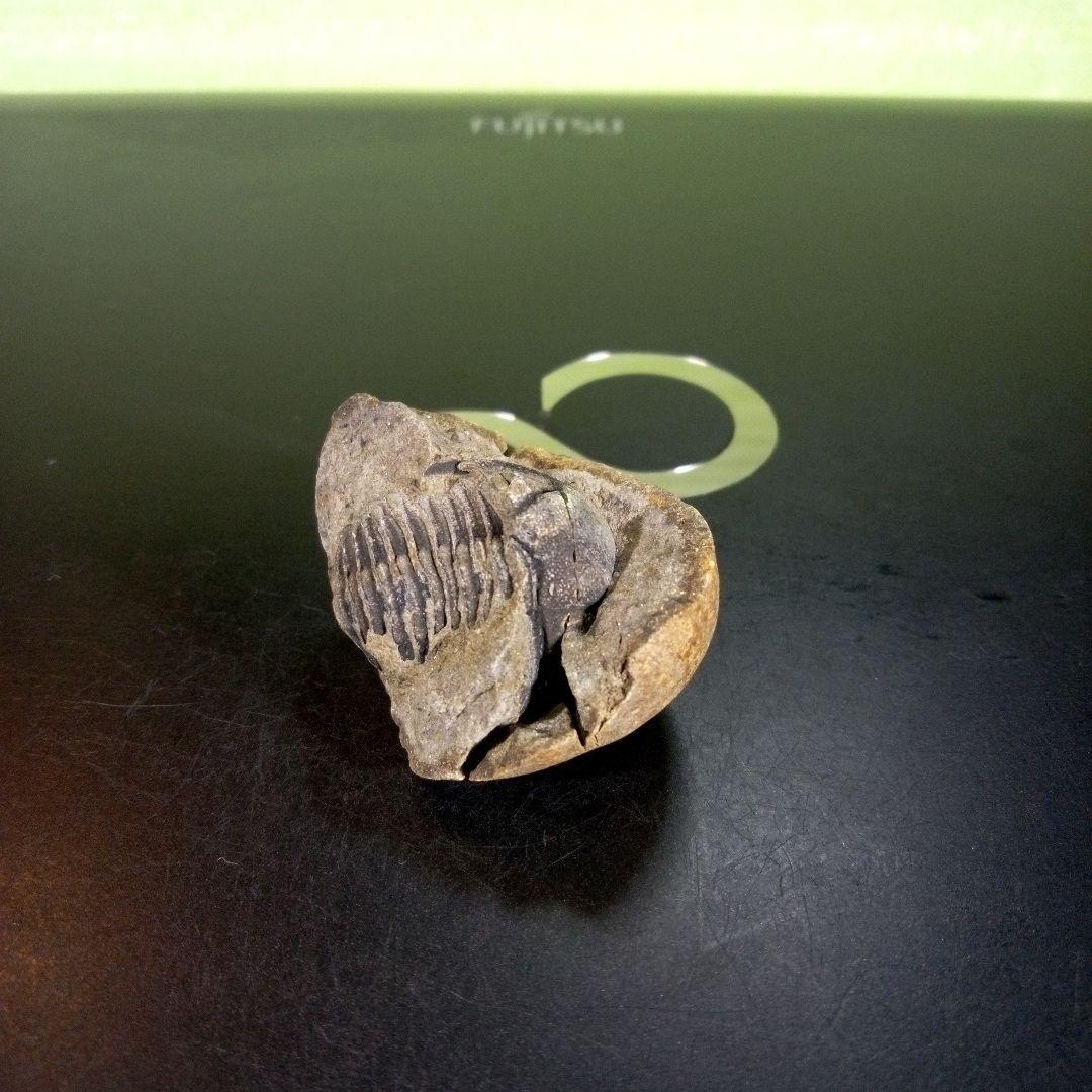 三葉虫　化石　ボリビア産　南アメリカ　trilobite　南米産fossil⑨