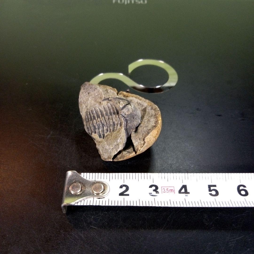 三葉虫　化石　ボリビア産　南アメリカ　trilobite　南米産fossil⑨