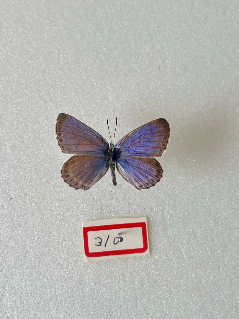 【1967年採集】オオルリシジミ（オス、青森県岩木山嶺）