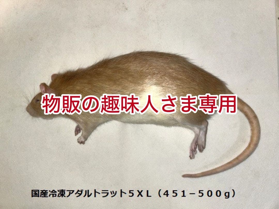 国産冷凍アダルトラット5XL&6XL