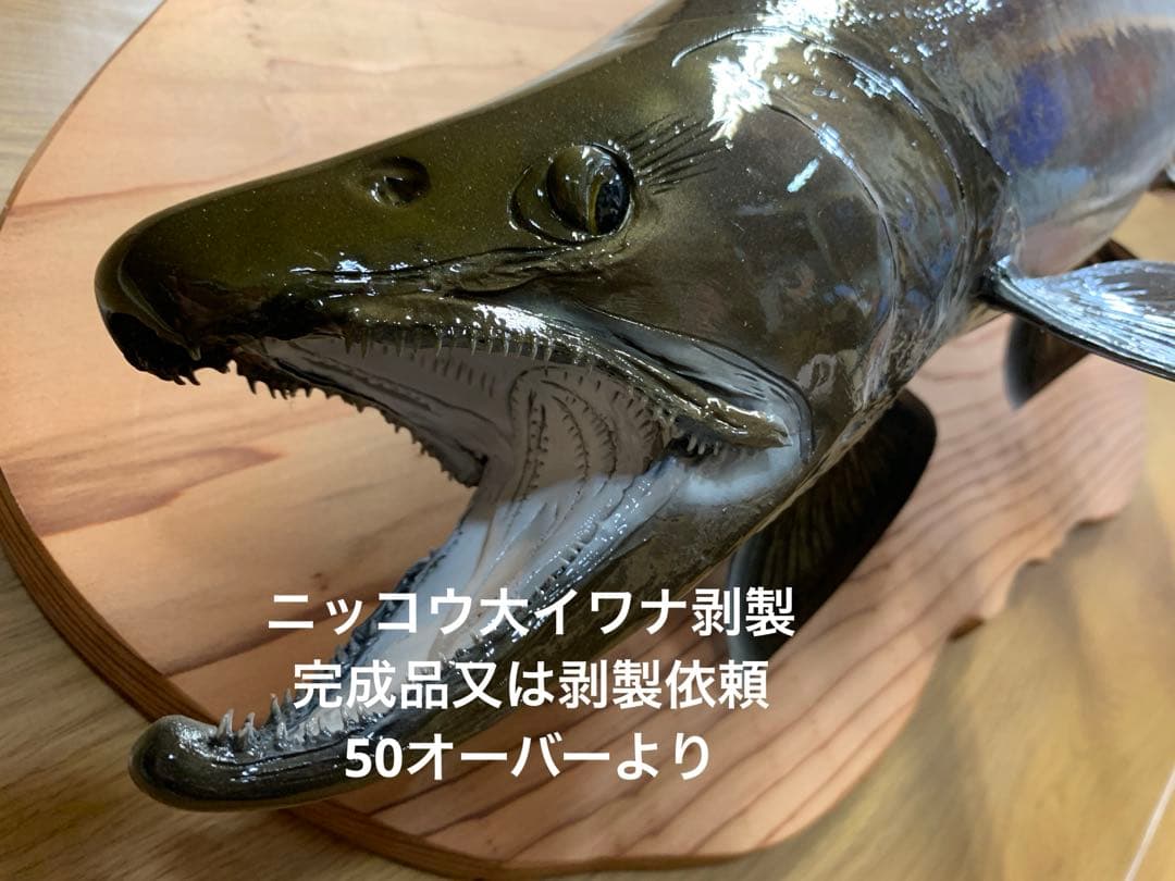 魚類剥製工房エフクラフト　ニッコウ大イワナ剥製依頼　完成品