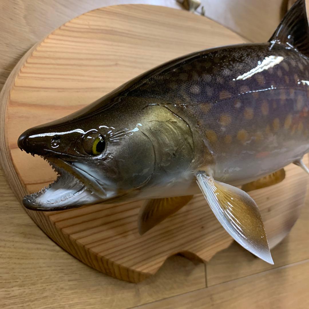 魚類剥製工房エフクラフト　ニッコウ大イワナ剥製依頼　完成品