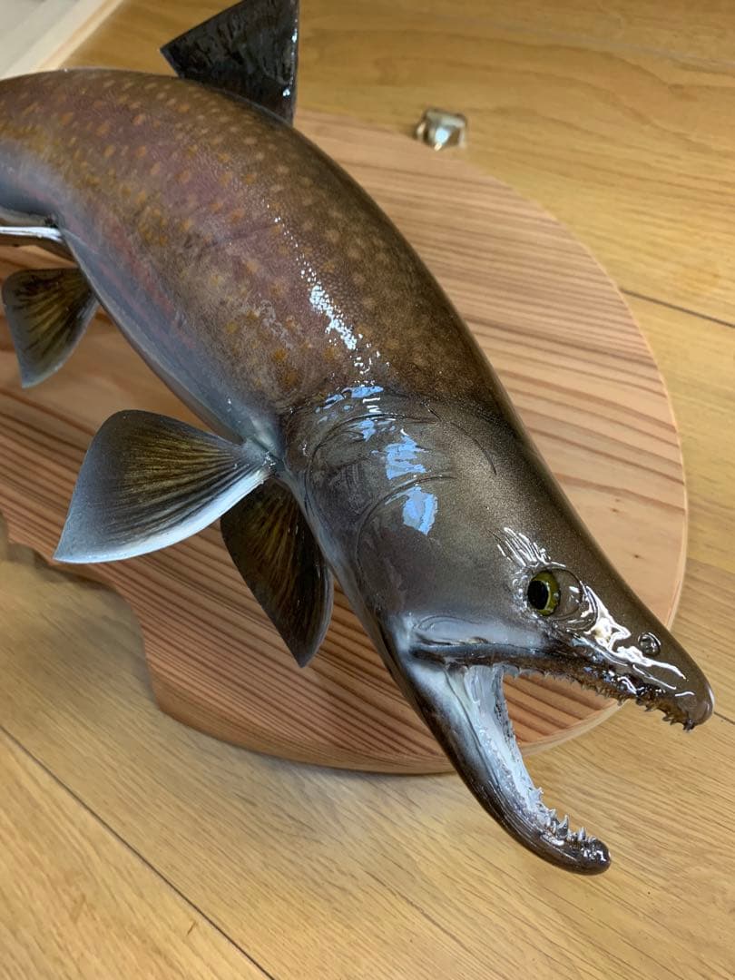 魚類剥製工房エフクラフト　ニッコウ大イワナ剥製依頼　完成品