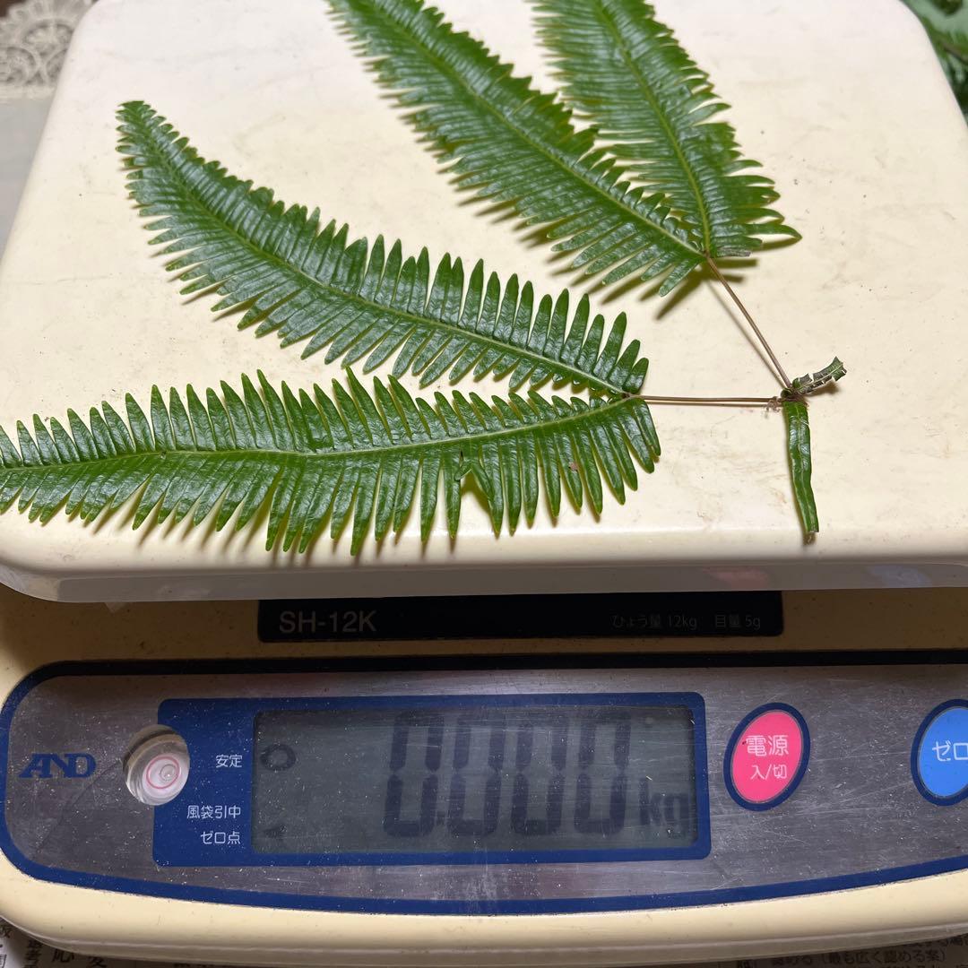 【大阪泉州産】天然松茸　採れたて松茸　良品3本175g 国産