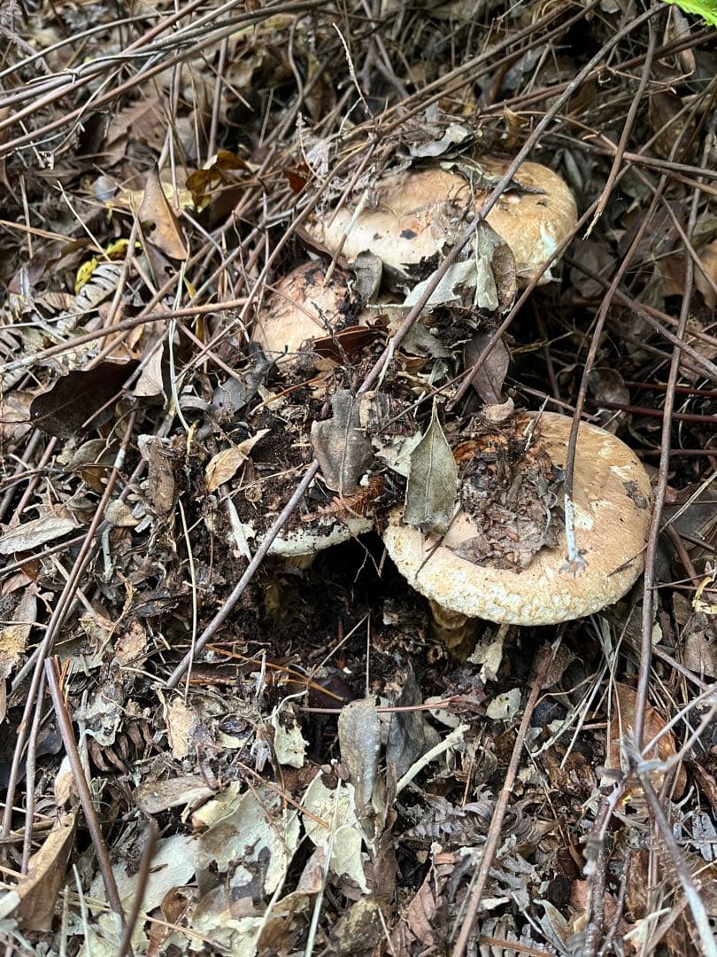 【大阪泉州産】天然松茸　採れたて松茸　良品3本175g 国産