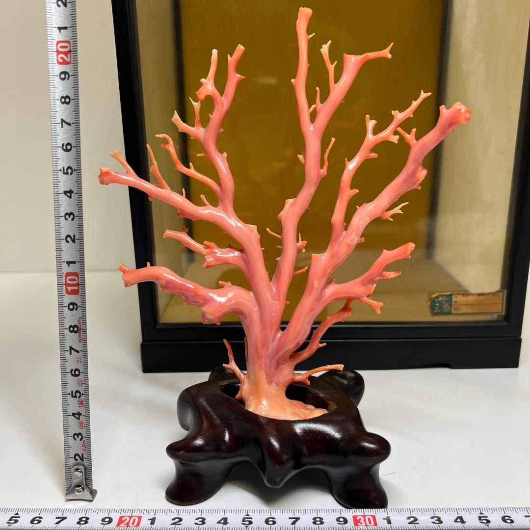専用　本肉赤珊瑚　ケース付　台込221g 東Y8-0130②トヒトオ