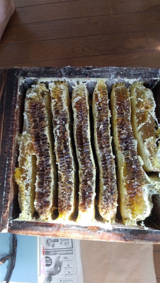 日本ミツバチの百花蜜 1000g