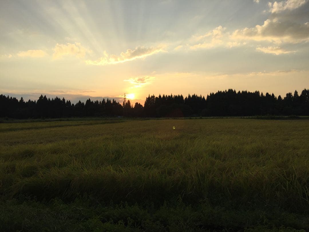 令和7年産新米＊農家力作⭐︎新潟とちおのコシヒカリ玄米風袋込25kgぴかぴか特栽米