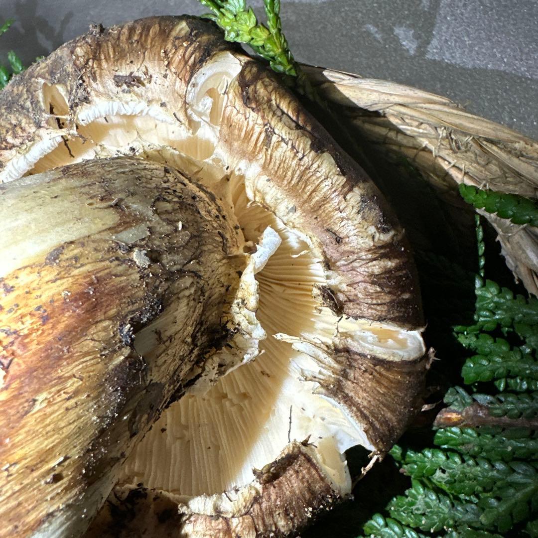 訳あり品‼️国産天然松茸‼️780g‼️