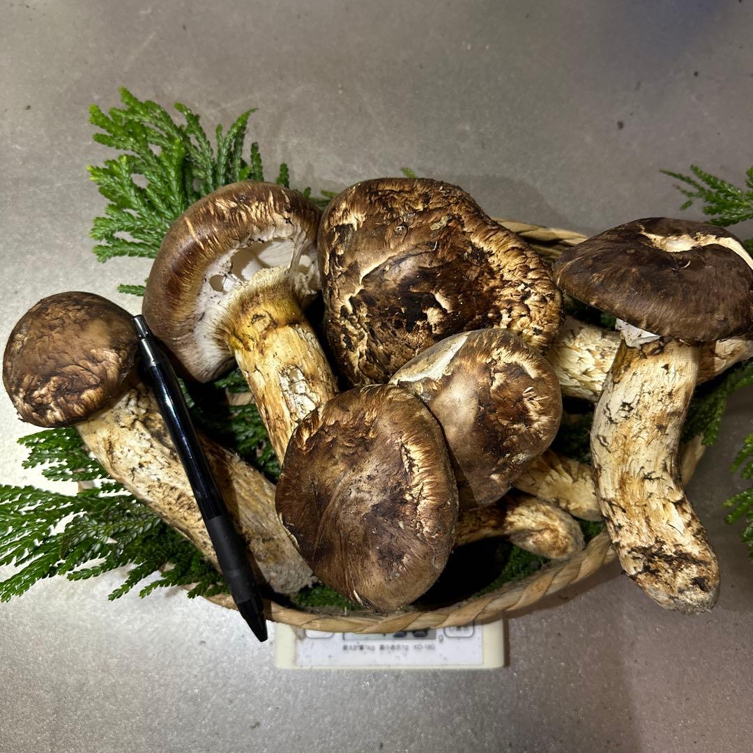 訳あり品‼️国産天然松茸‼️780g‼️