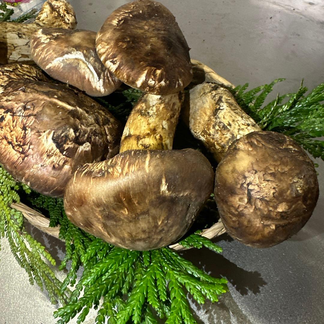 訳あり品‼️国産天然松茸‼️780g‼️