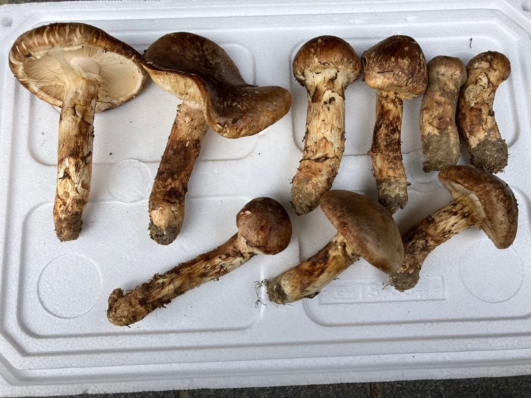 パーラメント様‼️専用松茸