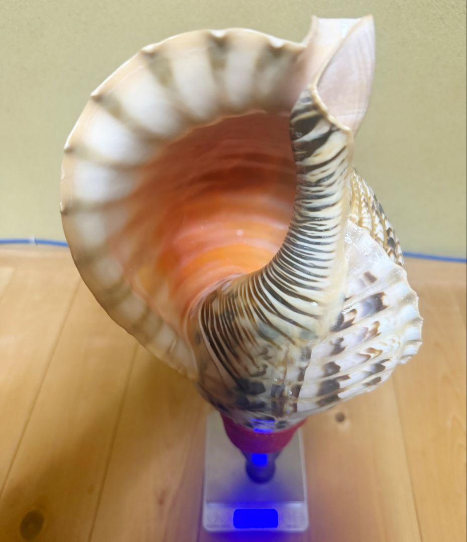 綺麗な最大級の修験道法螺貝44㎝山伏 ホラガイほら貝 熊よけ