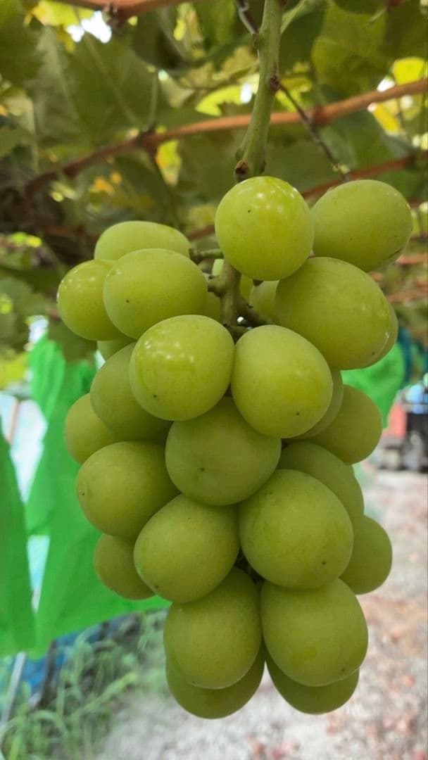 ②岡山県産シャインマスカット4kg