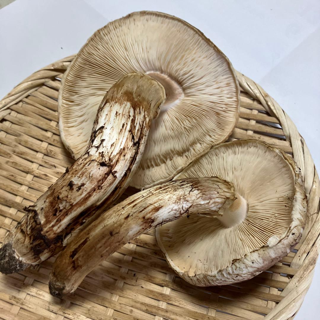 岩手県産松茸　２４５g