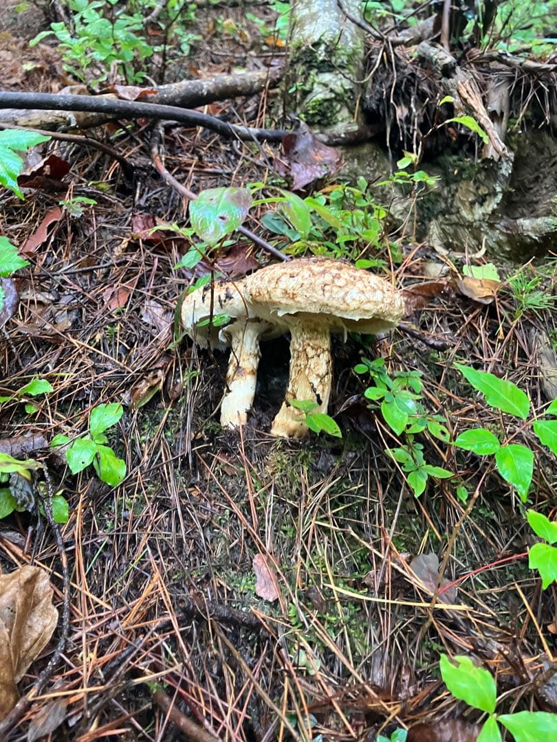 山形県産　松茸　約600g