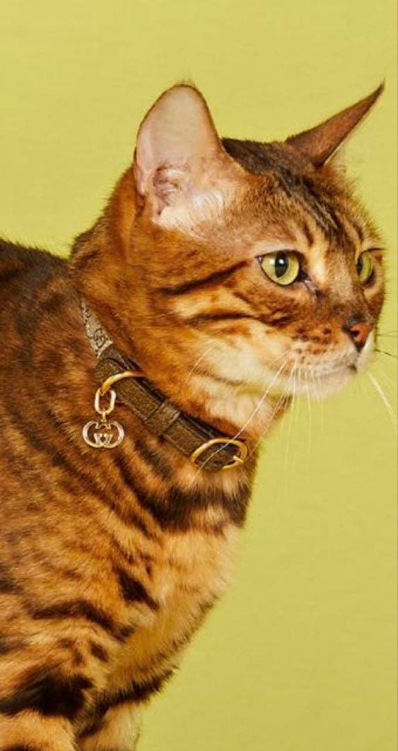 ⭐️GUCCI （グッチ）　エクストラスモールペットカラー　GG柄　首輪