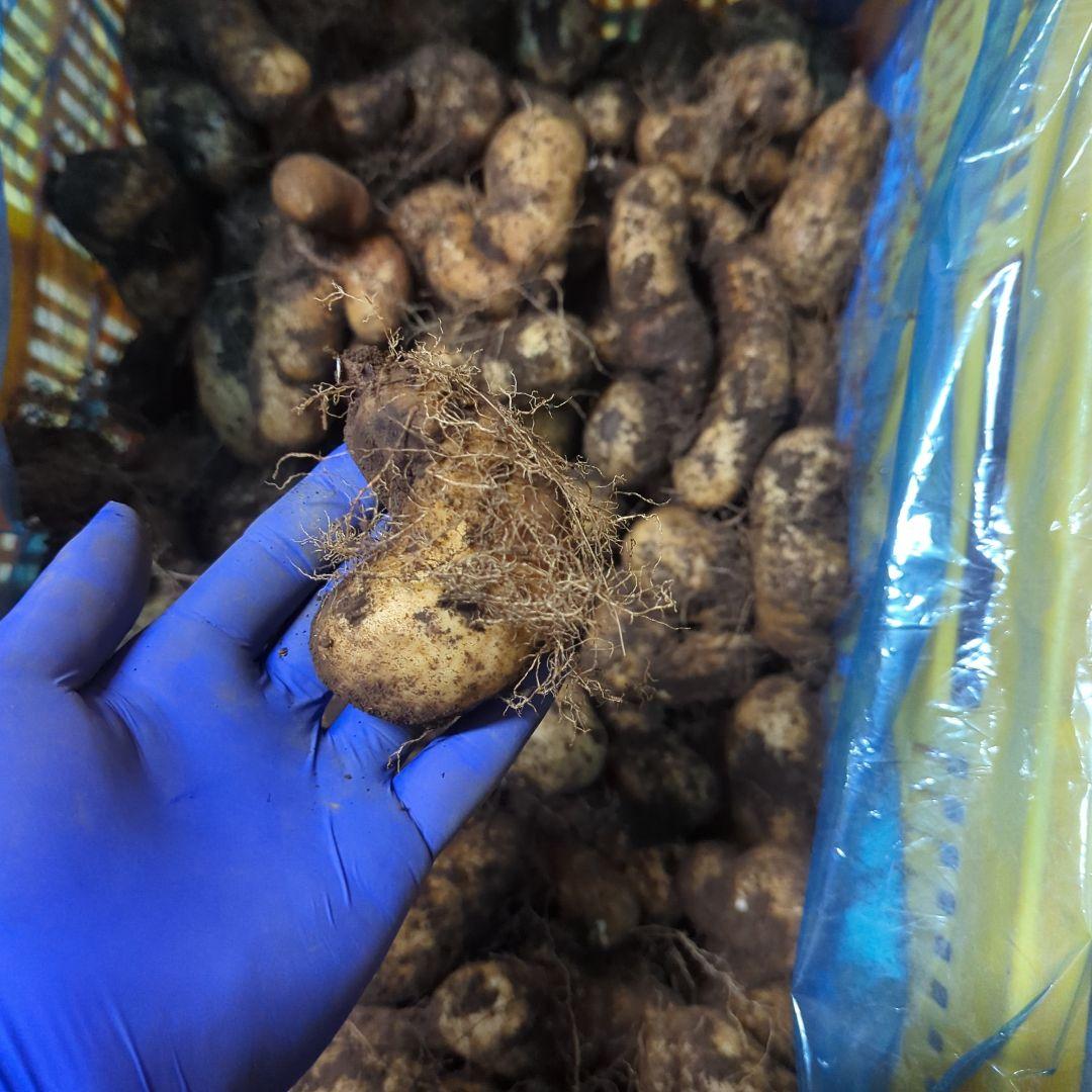 ★su★　新物　やまと芋　80kg　3~4月頃？　ご購入