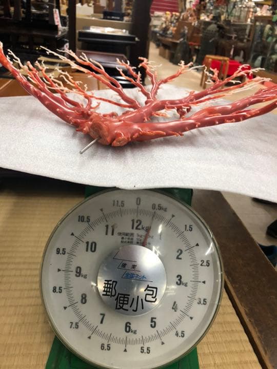 珊瑚　原木　置物