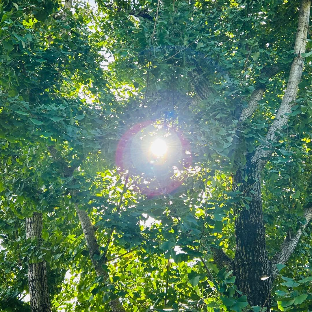 【森のちーさん】岐阜県産　銀杏　大粒　藤九郎　4キロ　殻剥き‼️