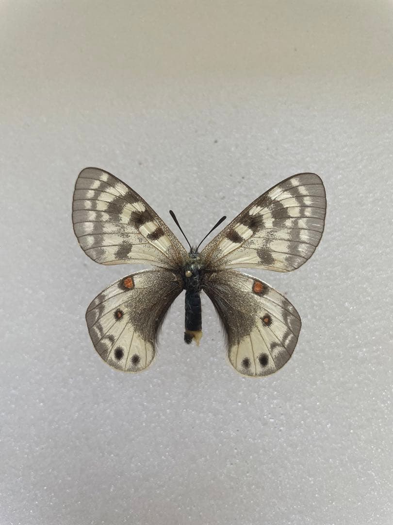 パルナシウス・スタウディンガー（1メス、ロシア）