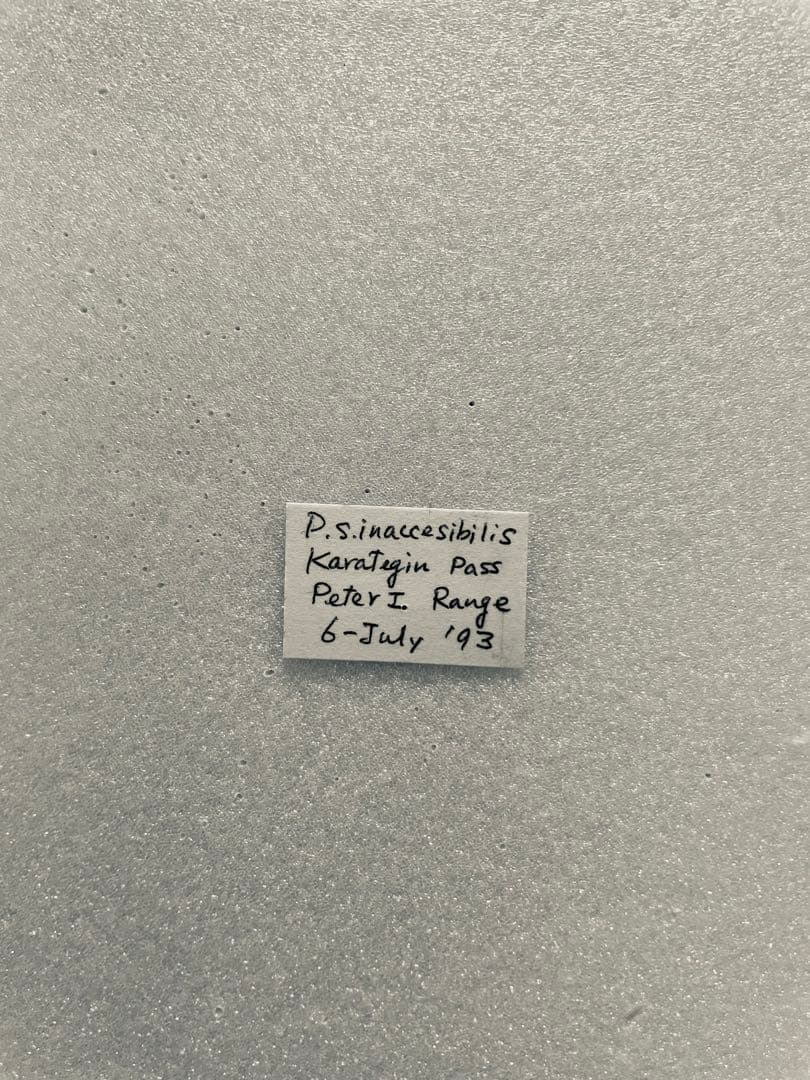 パルナシウス・スタウディンガー（1メス、ロシア）