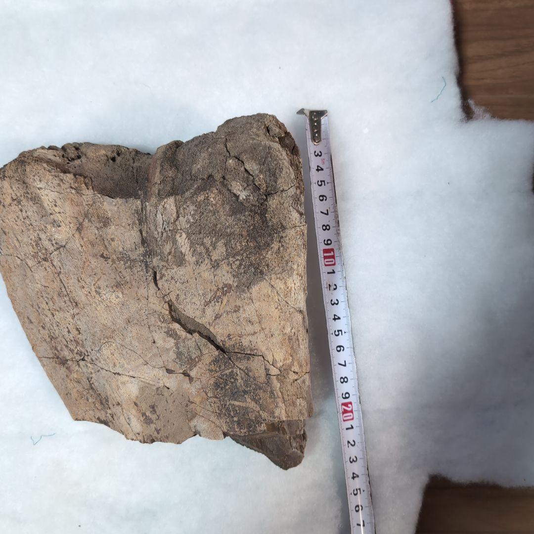 本物特大　博物館級　恐竜　ハドロサウルスの脛骨　化石　モンタナ　ネームプレート付