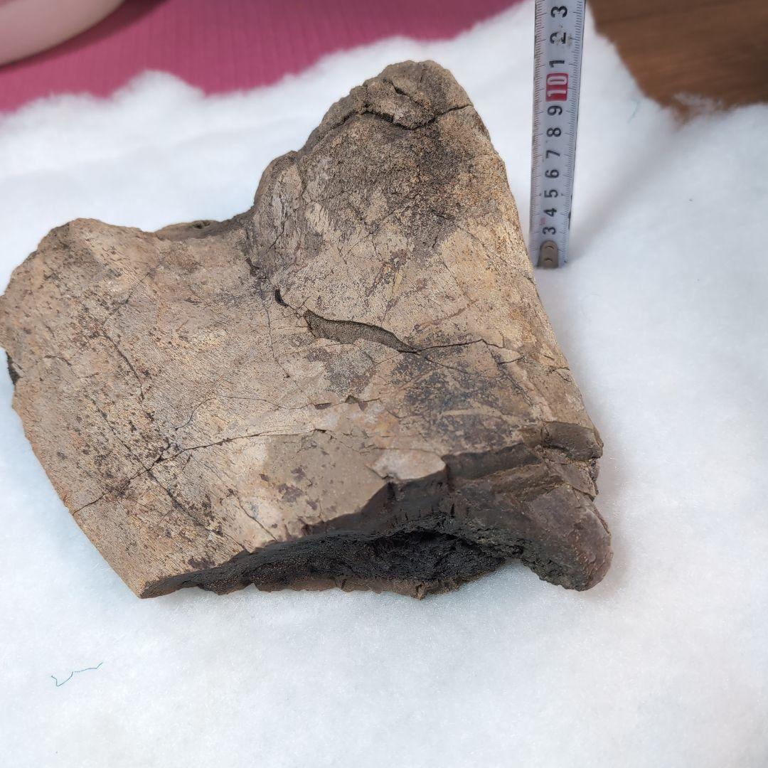 本物特大　博物館級　恐竜　ハドロサウルスの脛骨　化石　モンタナ　ネームプレート付