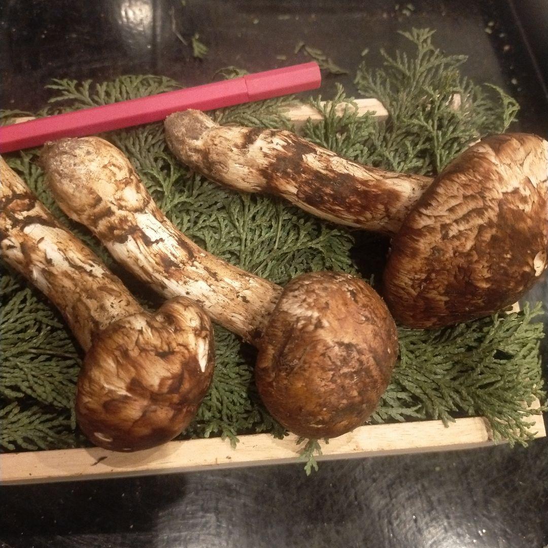 ③信州産 松茸　長野県　クール便　190g