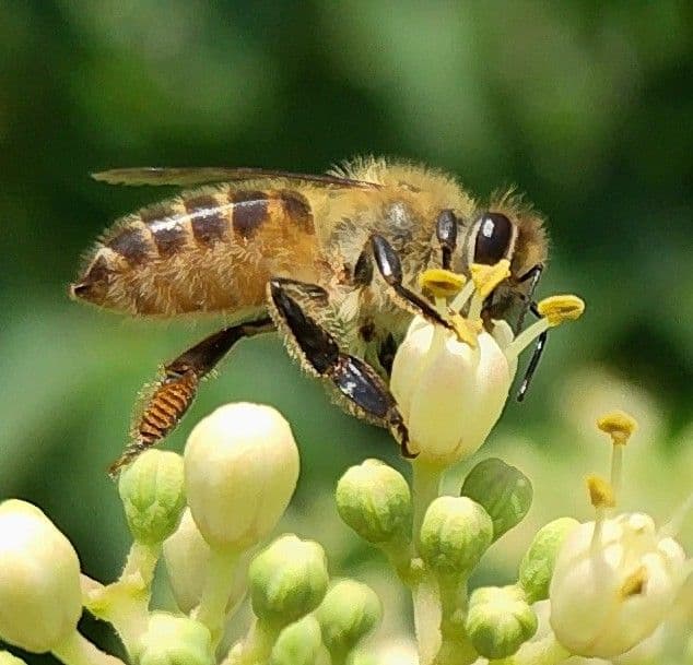 日本蜜蜂採りたて生蜂蜜(生巣蜜)368g＋蜂蜜600g×2本#6　　　　宮城県産