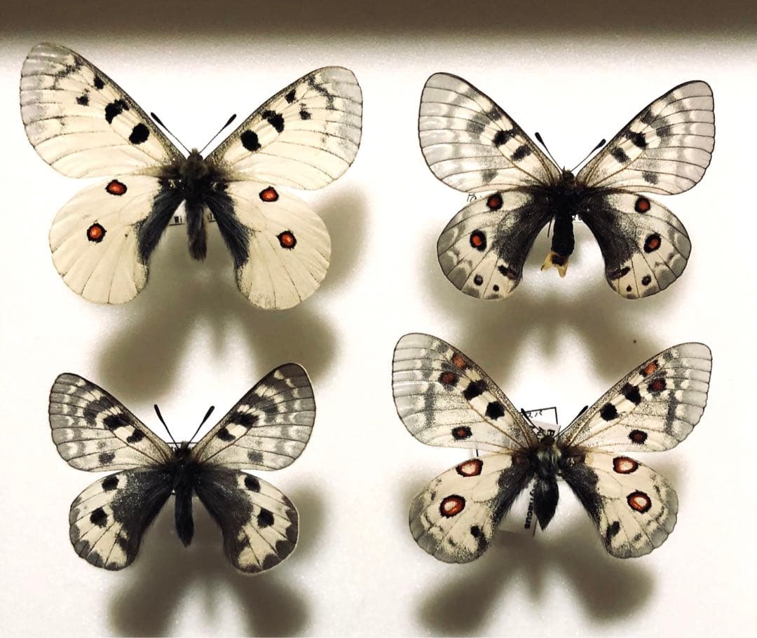 蝶標本　コエボン様リクエスト品❗️フタオ、ウスバ、ヤエヤマイチモンジ