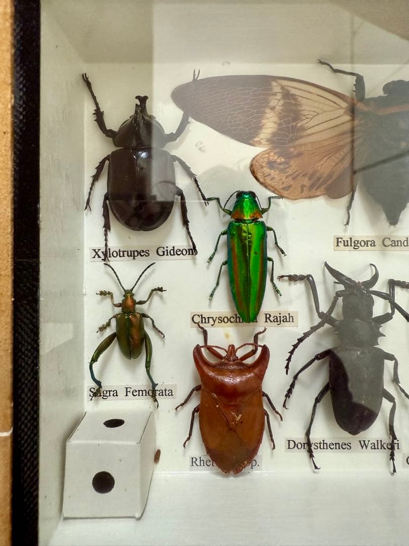 ガラス木箱入り昆虫標本 （セミ タマム シ クワガタ カミキリ カブト等10種)