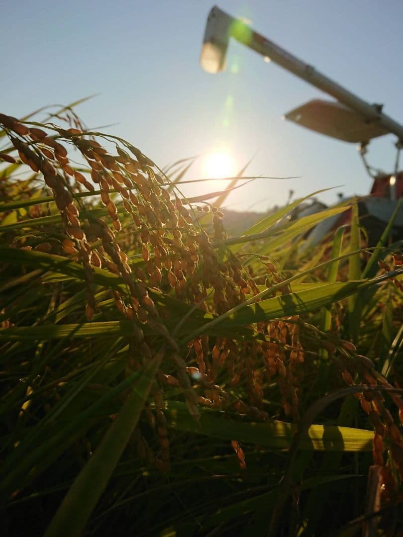 徳島県産 コシヒカリ 20kg　低温貯蔵中　農家直送
