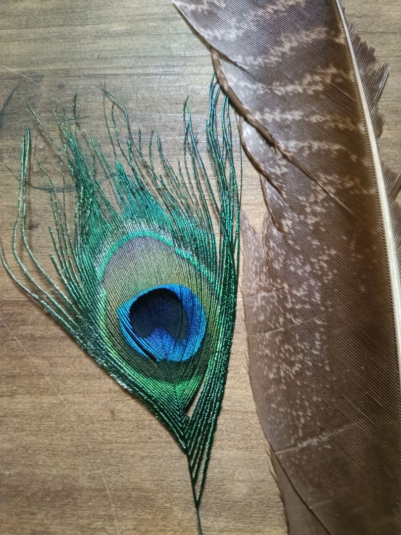 ​【希少】ゴールデンフェザント コンプリート ＆ ORVIS ピーコック セット