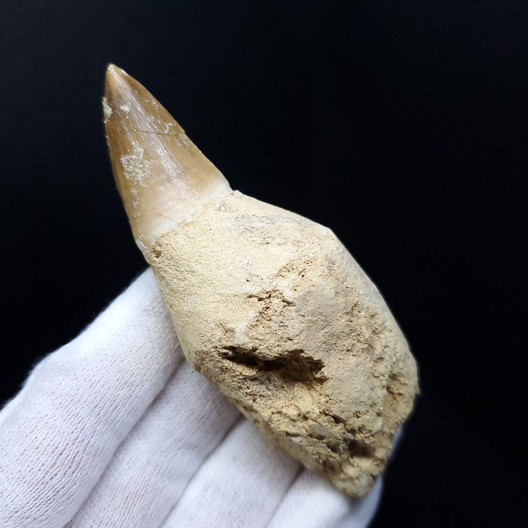 極上 歯根付き モササウルス 化石 歯 本物 85.68mm  mos30