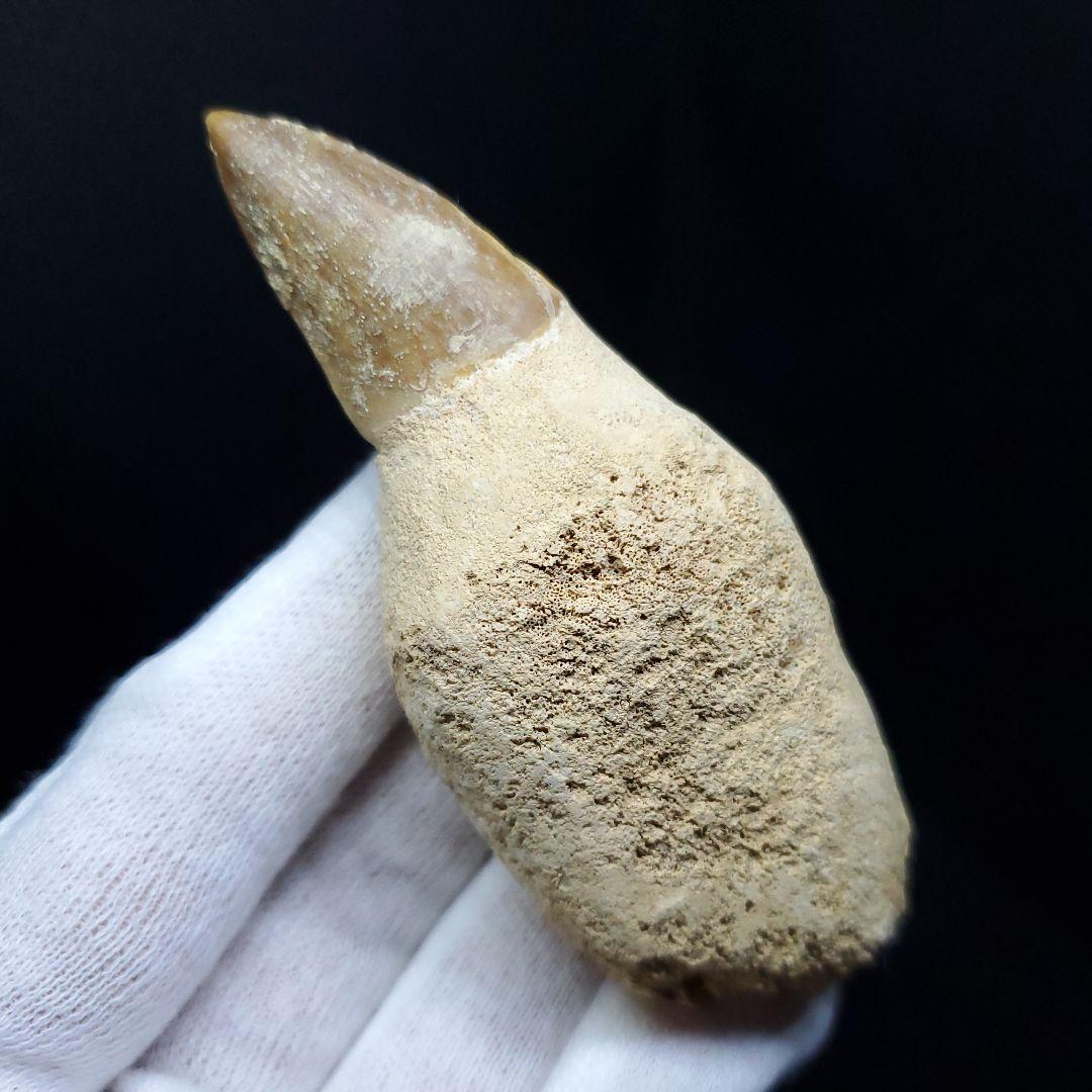 極上 歯根付き モササウルス 化石 歯 本物 85.68mm  mos30