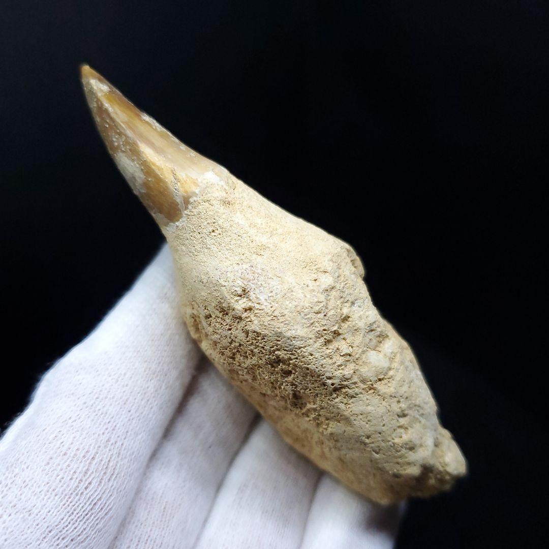 極上 歯根付き モササウルス 化石 歯 本物 85.68mm  mos30