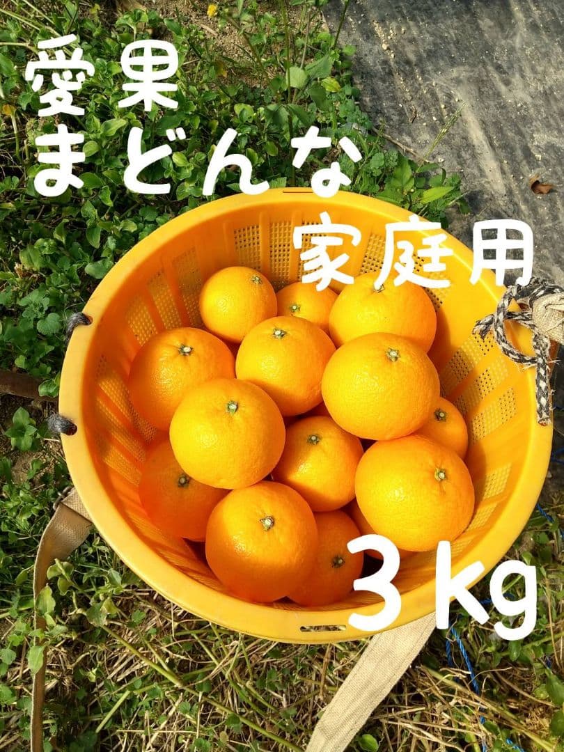 753愛果 まどんな 家庭用 10kg