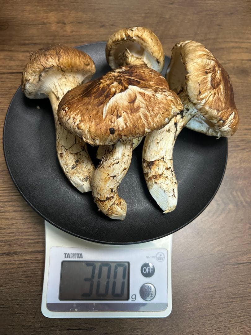 松茸300g 今季最後13000円