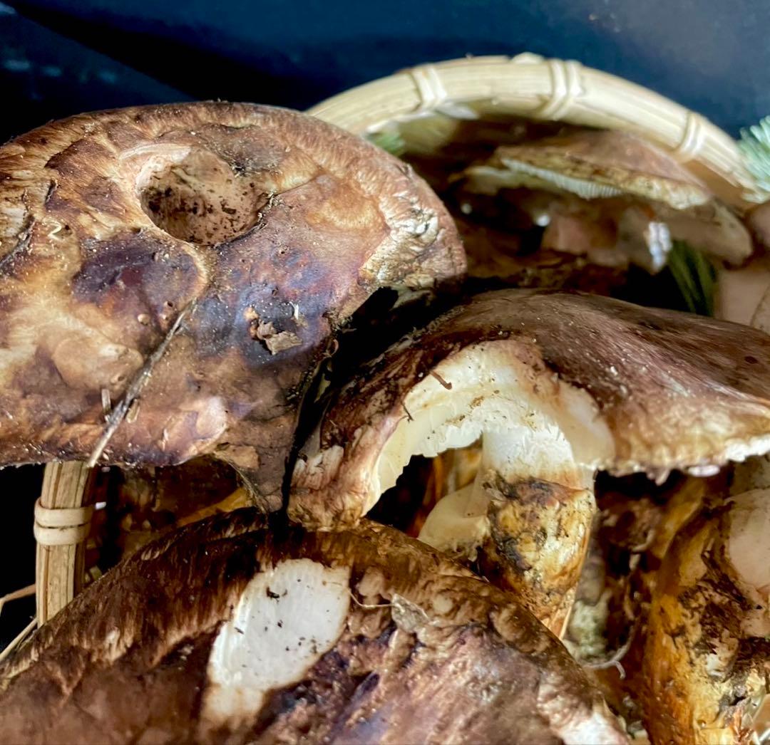 【大人気‼︎ 訳あり特価‼︎ 傘大量470g】 本日採れ‼︎ 松茸◆クール便発送◆