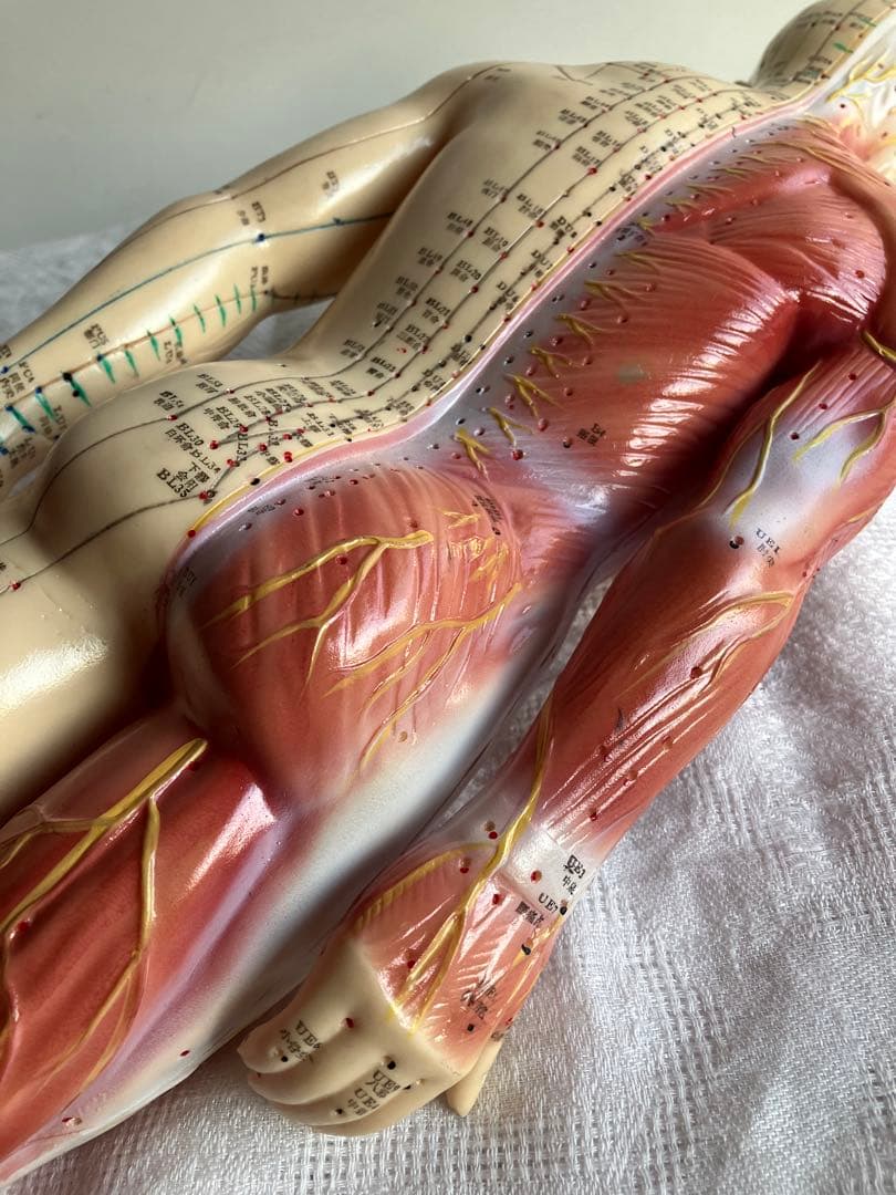 人体経絡経穴モデル　鍼灸整体ツボ　東洋中医学教材　男性人形模型　56㎝