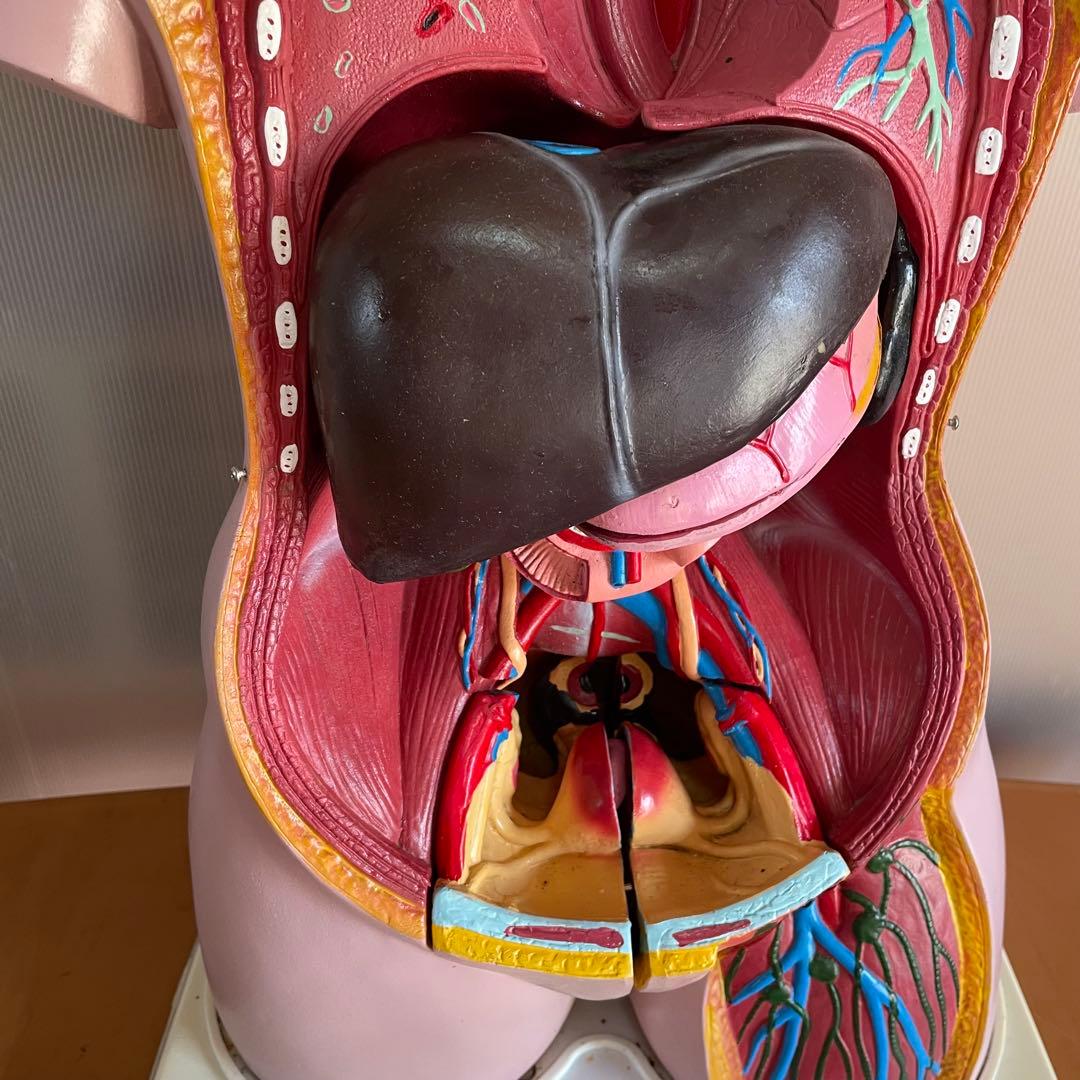 解剖学 内臓模型 トルソー 解剖模型 人体模型 標本 医療器具 大学病院 医学