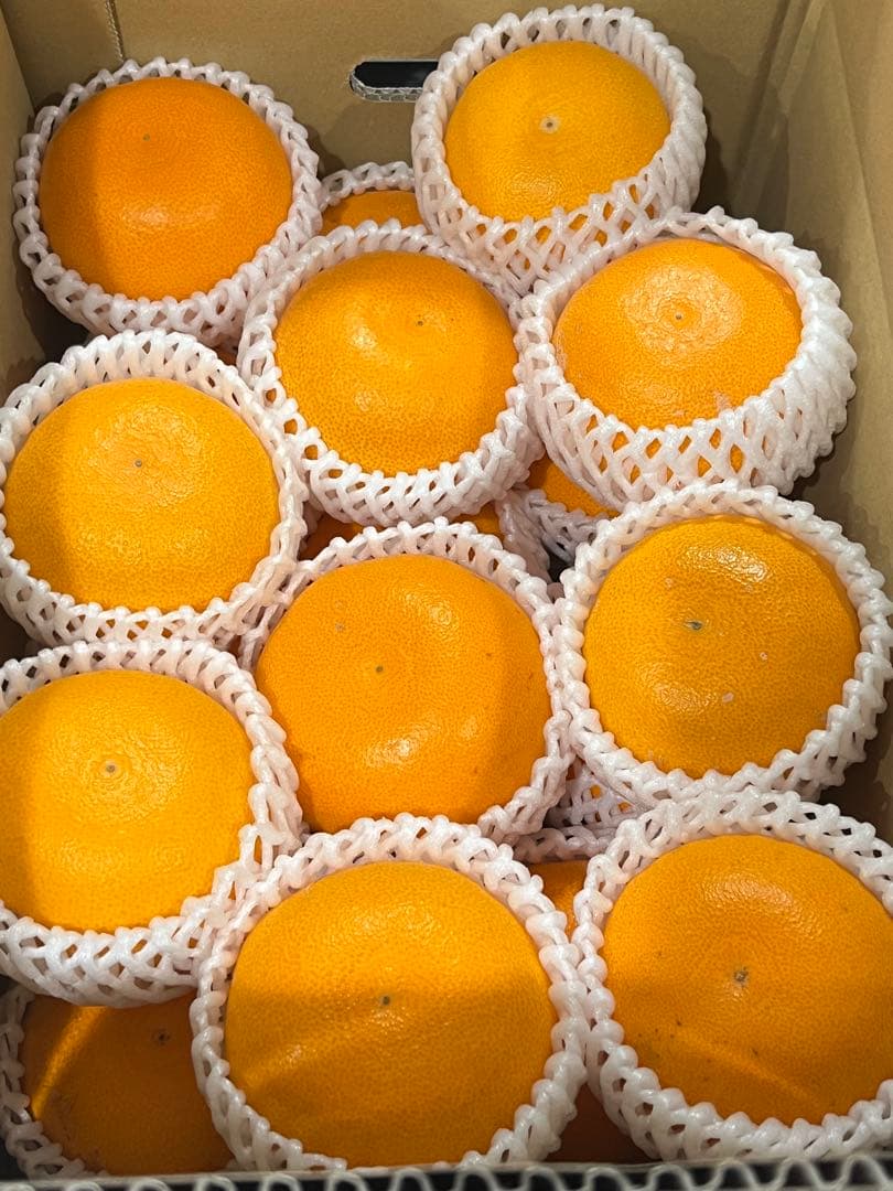 せとか10キロ　期間限定　味見セール