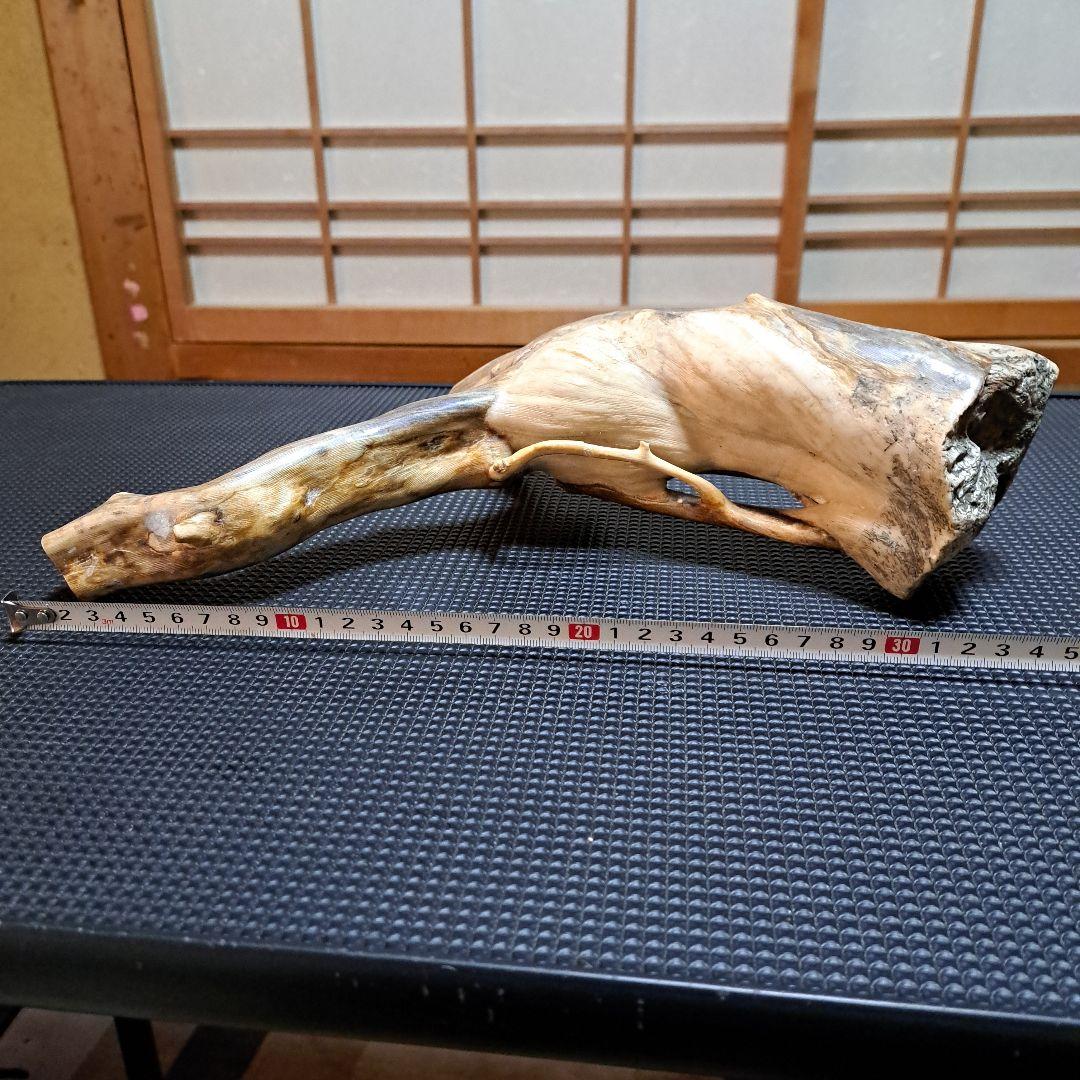 海松 深海松 レインボーコーラル 素材 原木