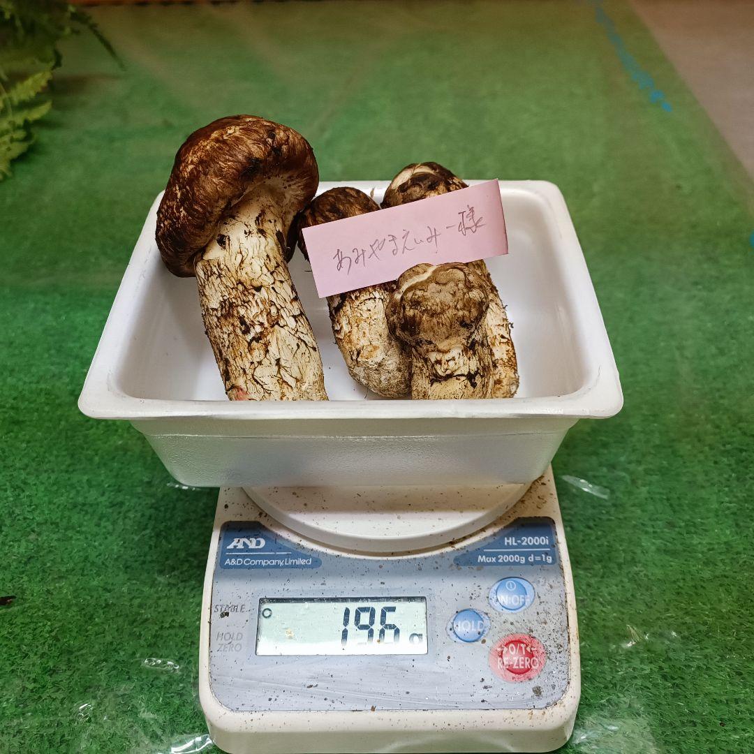 【松茸】　あみやまえいみー　良品　196ｇ