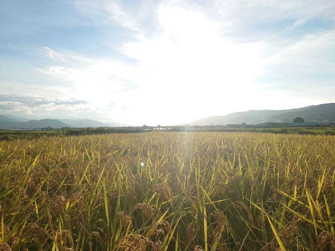 自然栽培 玄米 9kg 2025年産 コシヒカリ