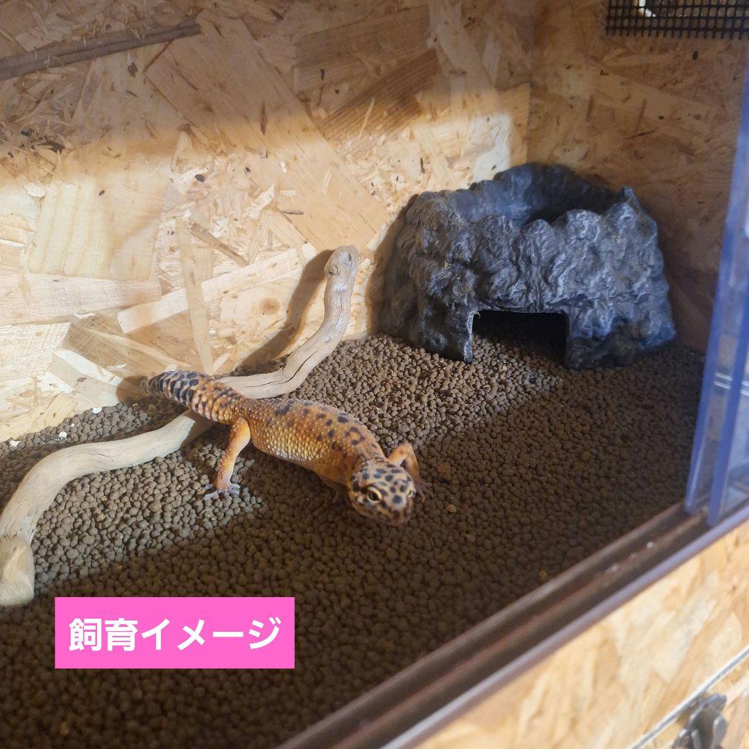 たあこ　コスパ重視！OSB 木製ケージ(未使用)2個セット