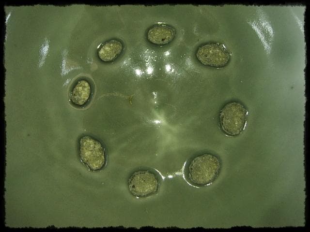 時代 青磁 目跡 水屋瓶 水屋壺 水甕 水瓶 茶道具 水屋道具 f307