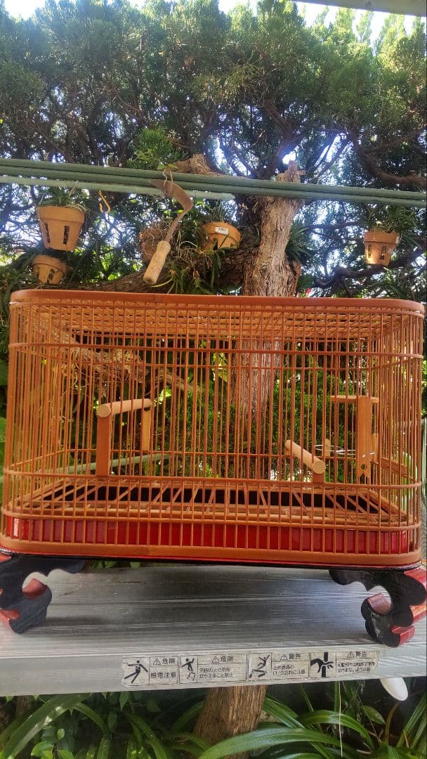 メジロ、ウグイス籠1点物屋根平丸籠